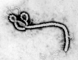 http://chud.com/nextraimages/ebola-virus.jpg